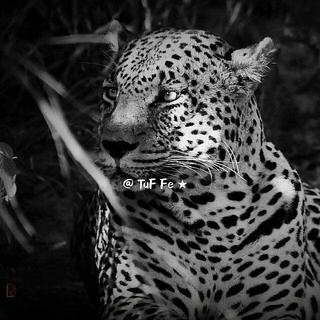 好听到可以单曲循环