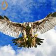 Falcon