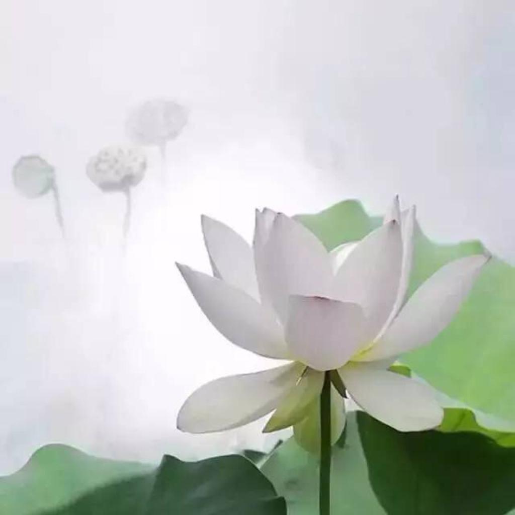 荷香淡淡-巫娜