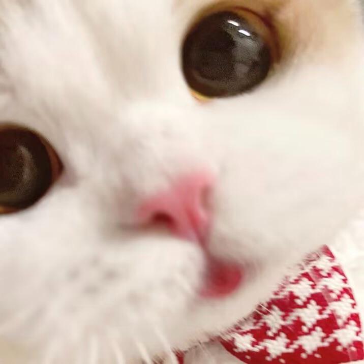 施恋