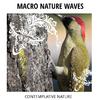 Exotic Ocean Waves Music Library - Beauty of Night Forest