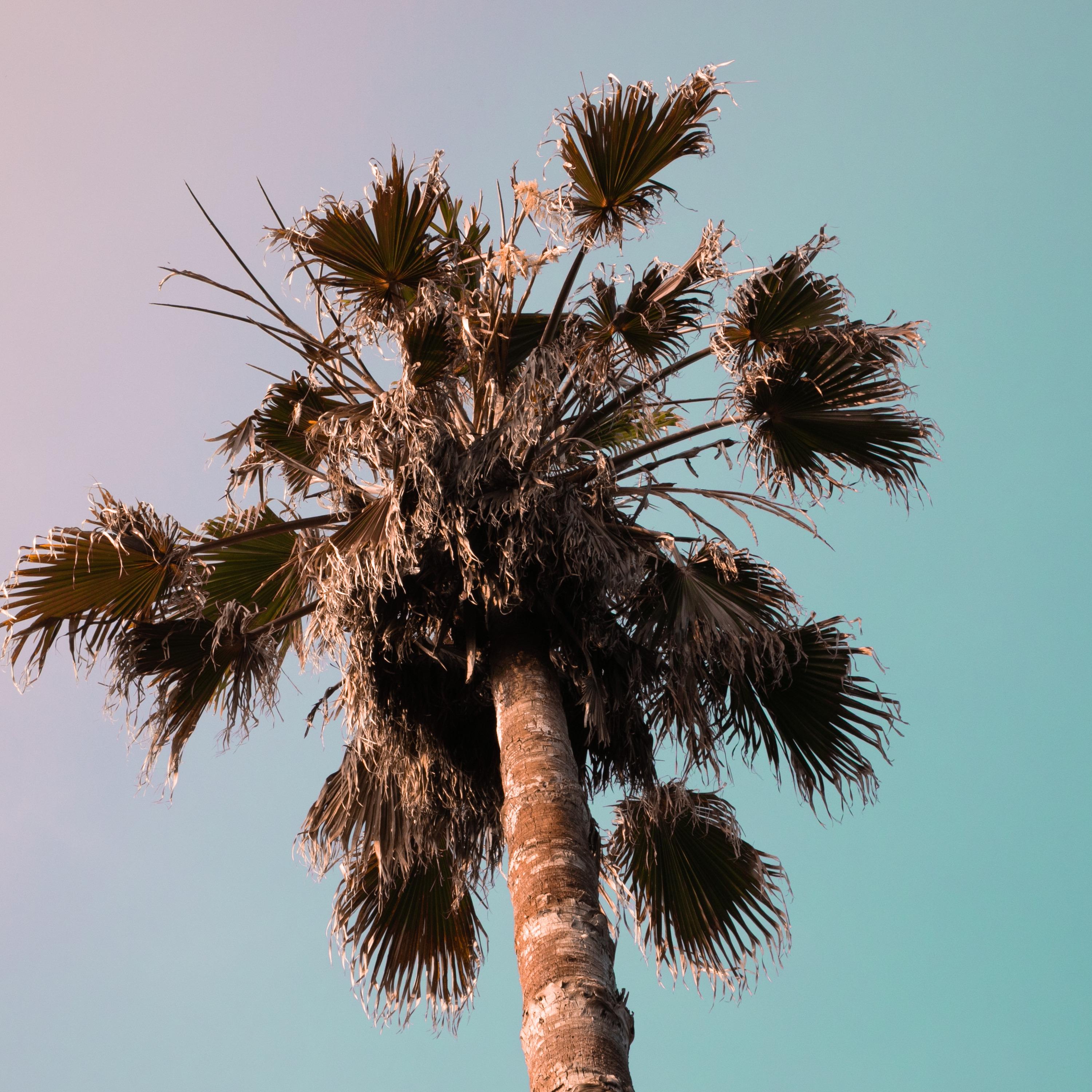 Yearning In Summer