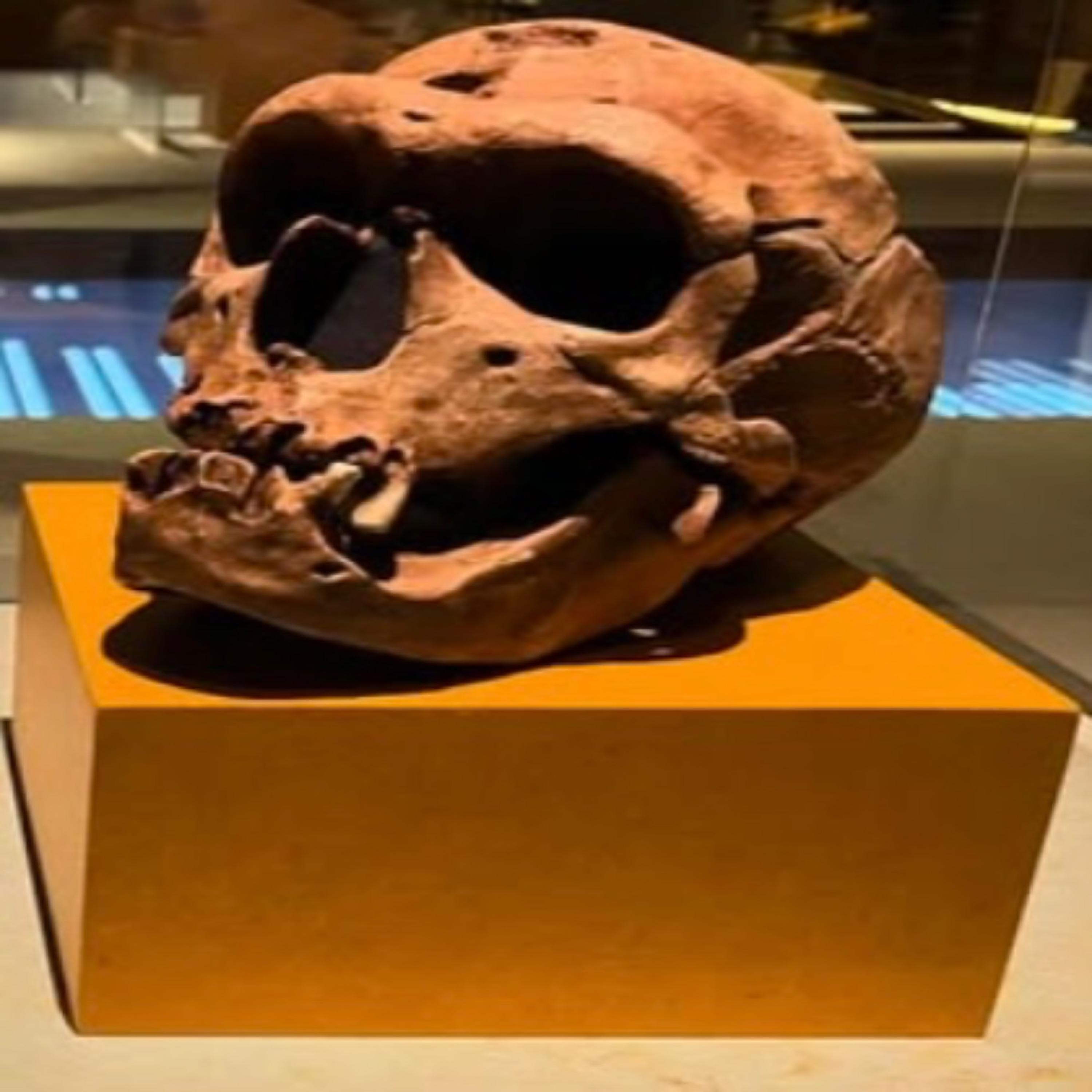 (SKULL)