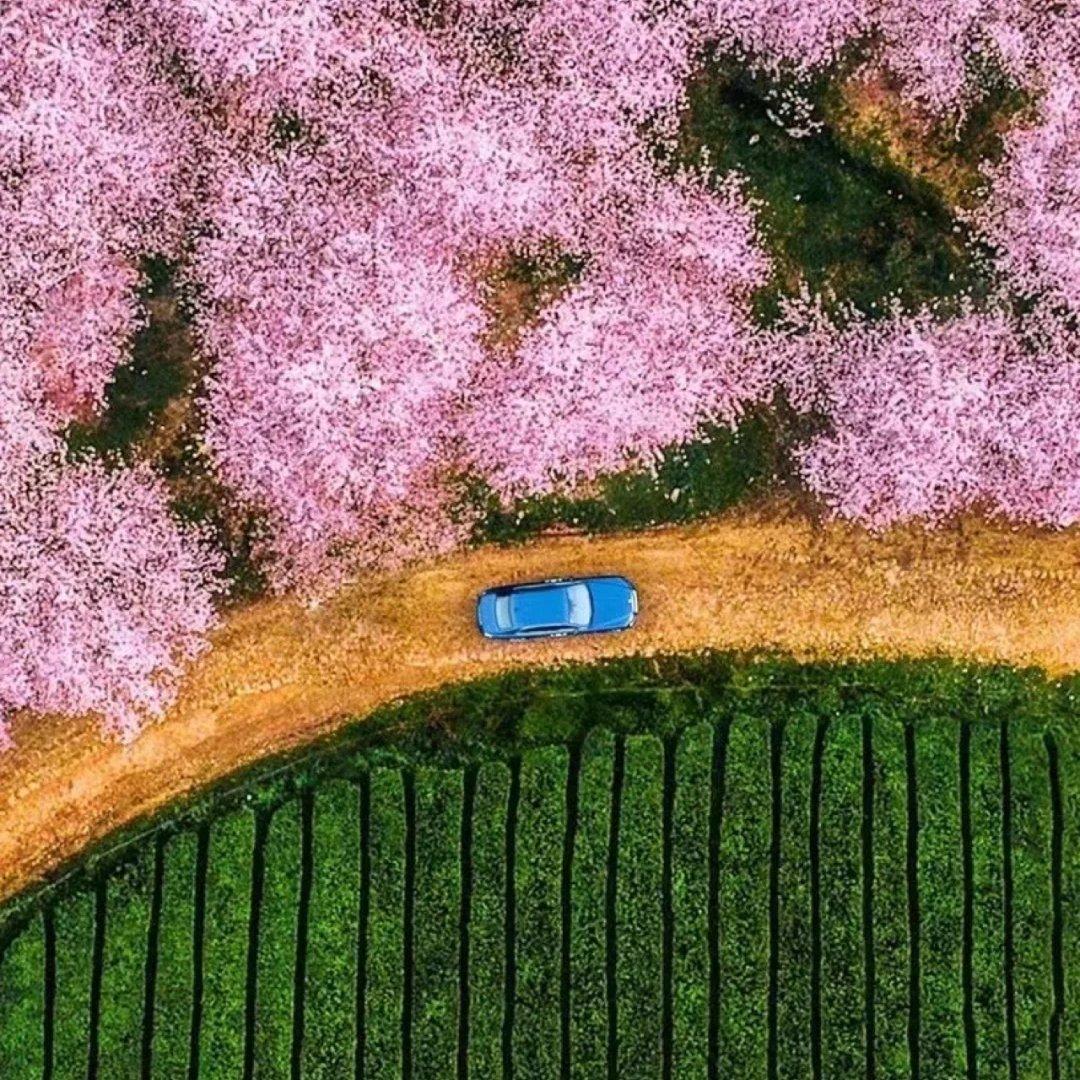 清爽自驾 ‖ 一路花香，收藏世界。