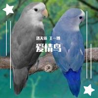 爱情鸟 - 林依伦 ( 128kbps )