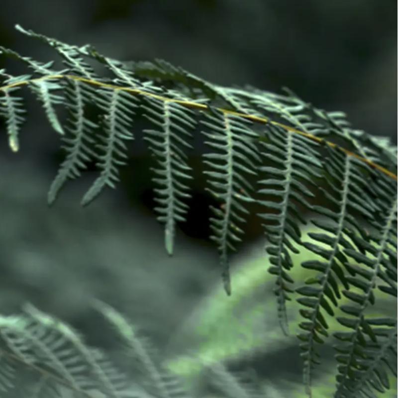 助眠鸟鸣声 | 置身热带雨林 听见鸟语花香