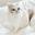MiaoPersianCat