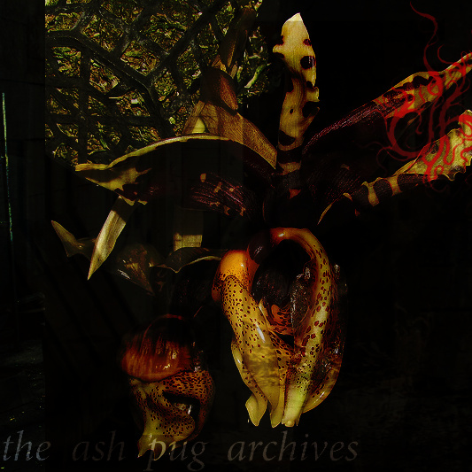 The Ash Pug Archives