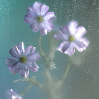 INFP：以一曲诗篇，安放理想主义的敏感
