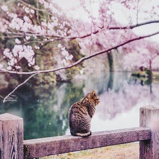 夜的钢琴曲合集