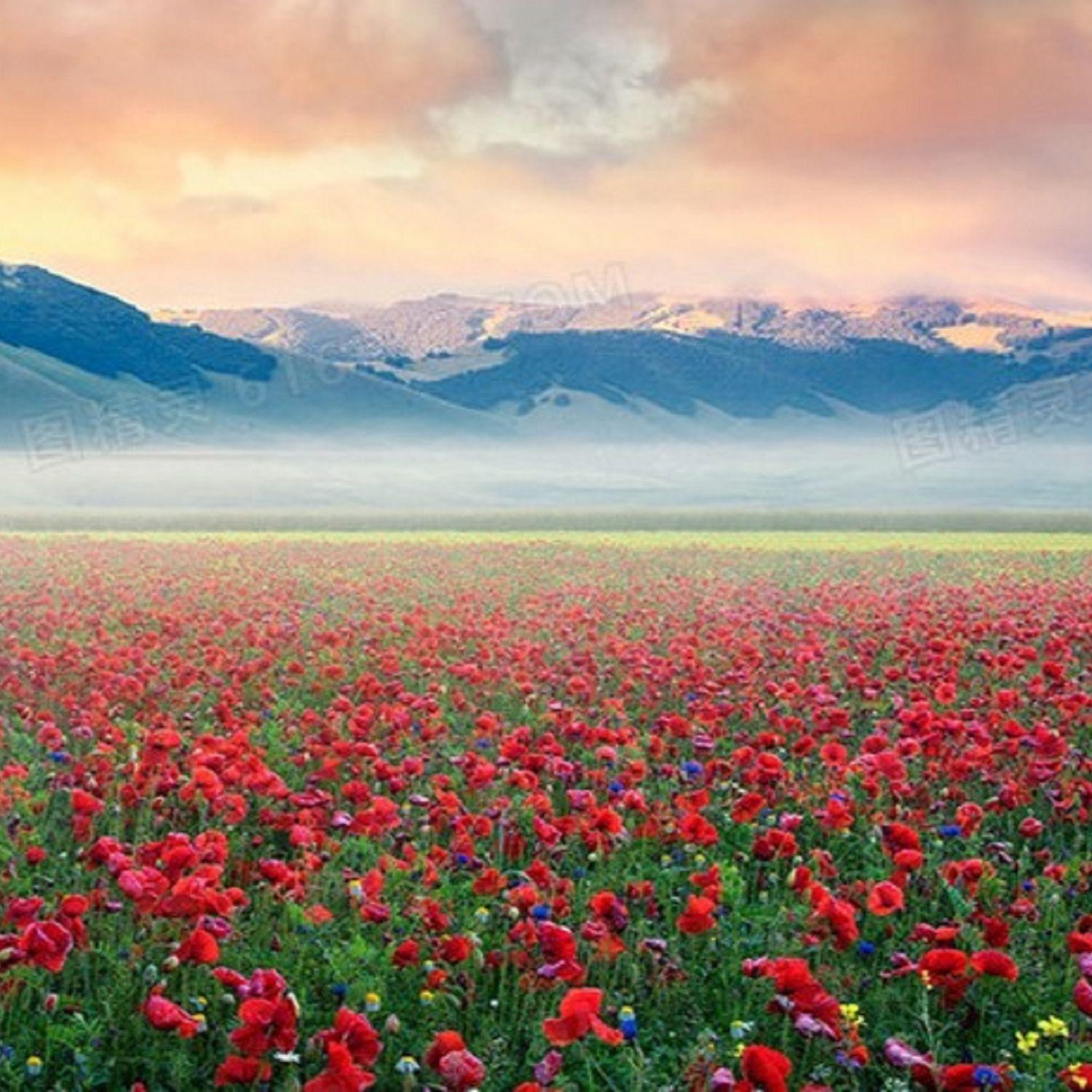 四季花海