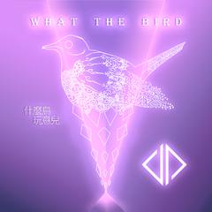 What the Bird (Intro) | 什么鸟玩意儿