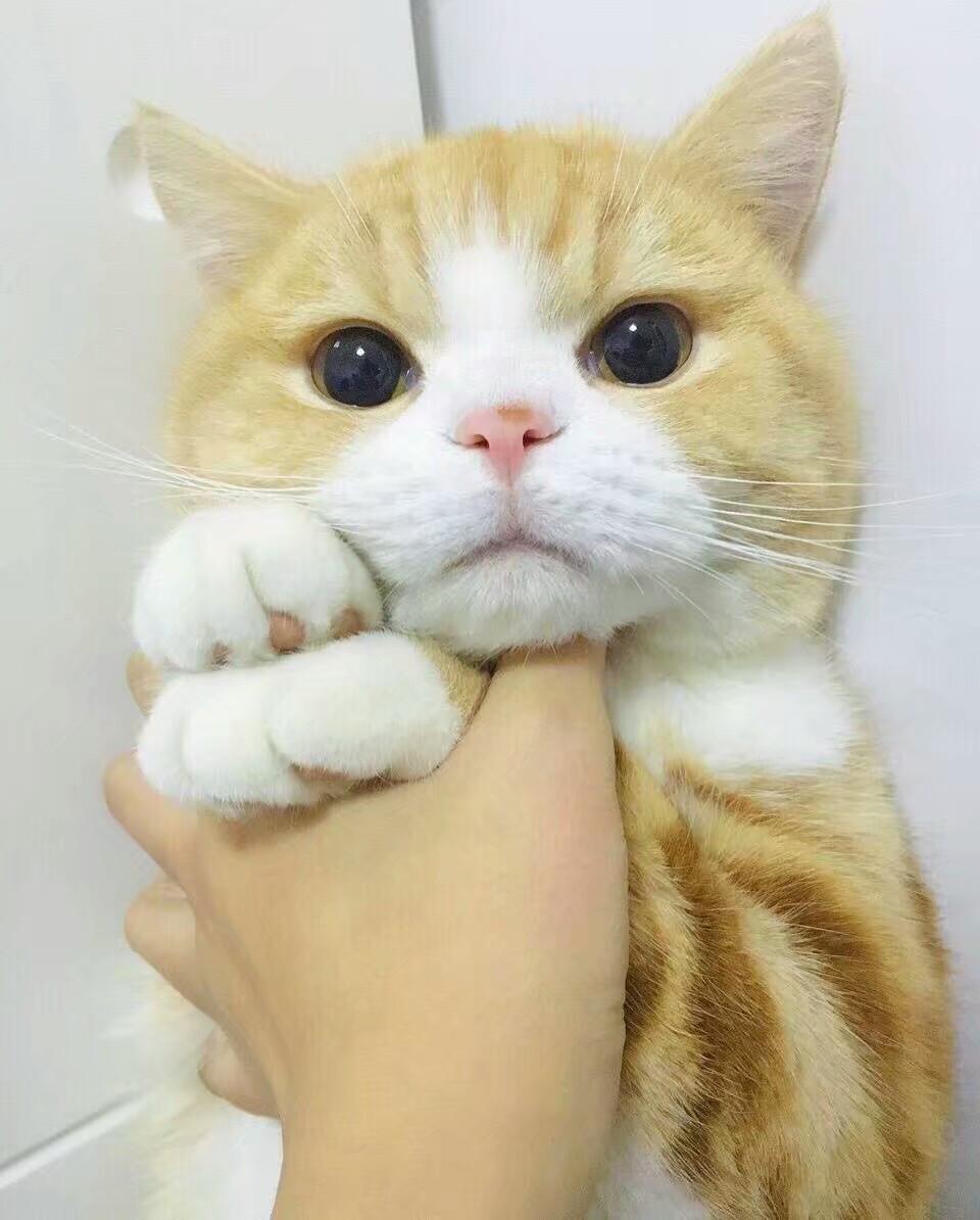 临安
