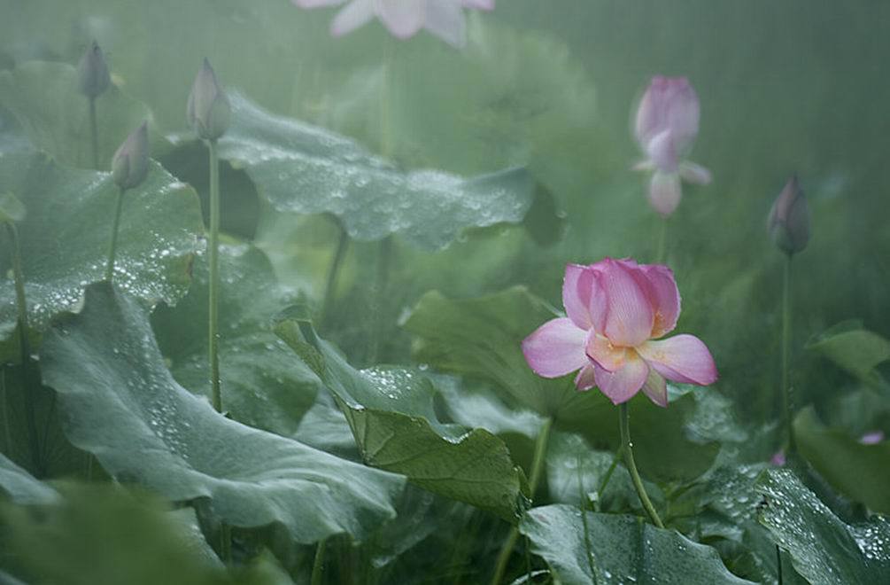 雨霖铃专辑