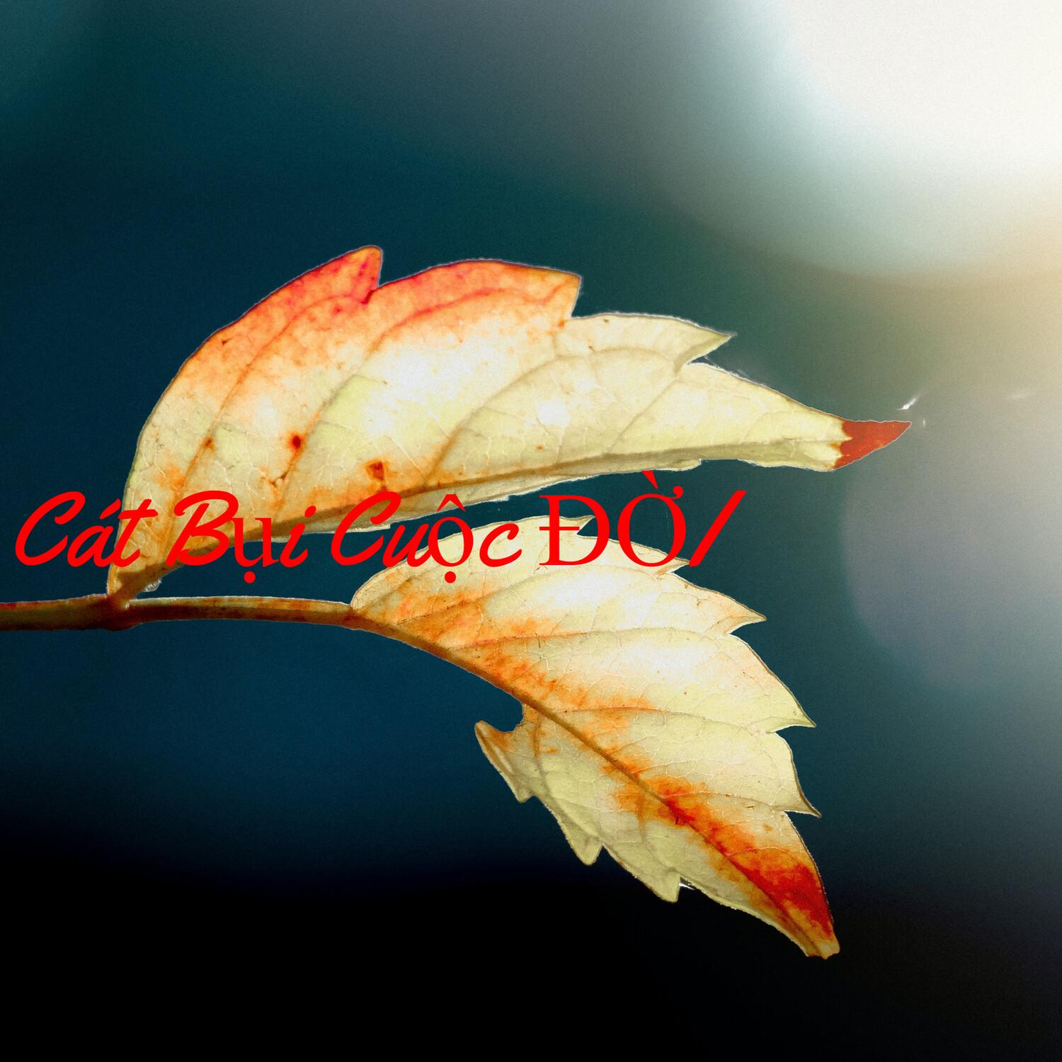 Cát Bụi Cuộc ĐỜI