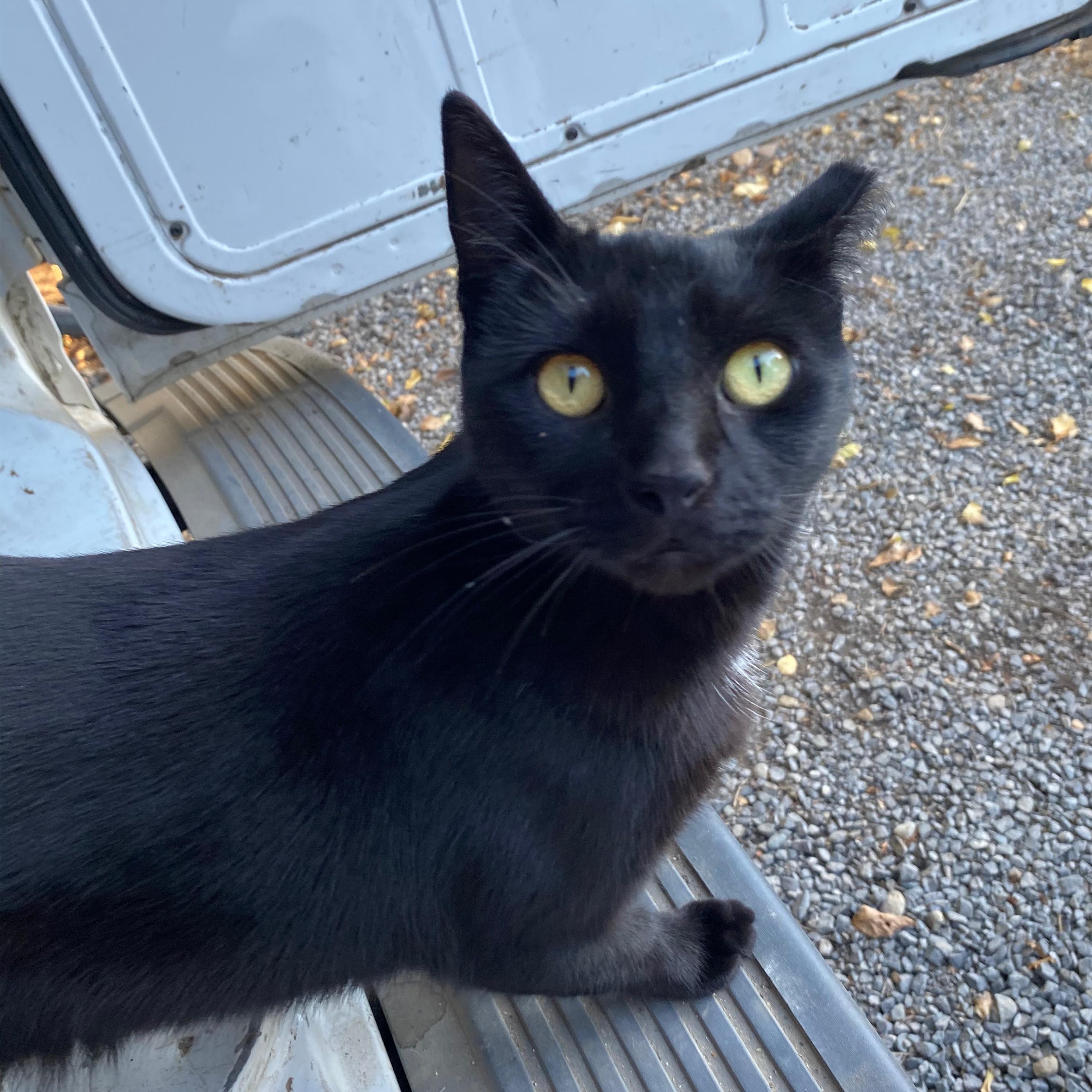 sammy