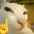 我可以加入你们吗