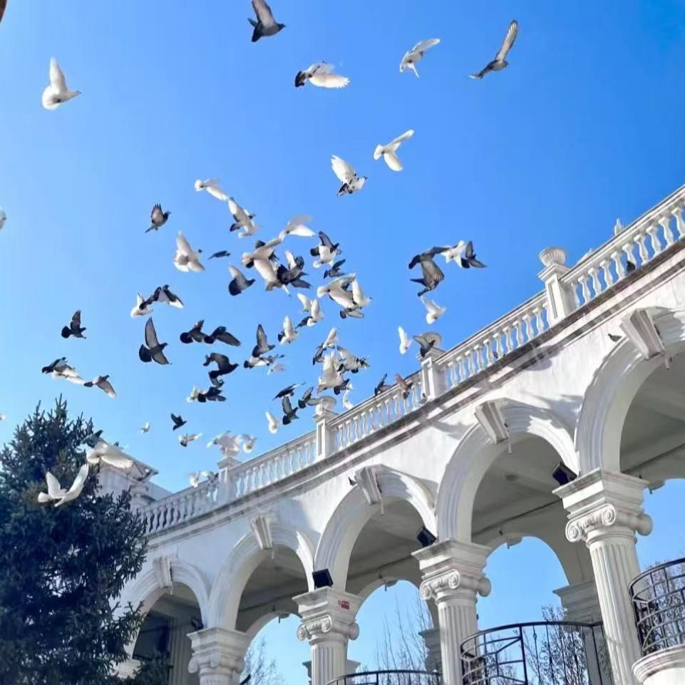 白鸽 你的上好佳