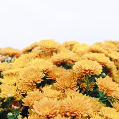 晚安好梦 (优美轻音乐)