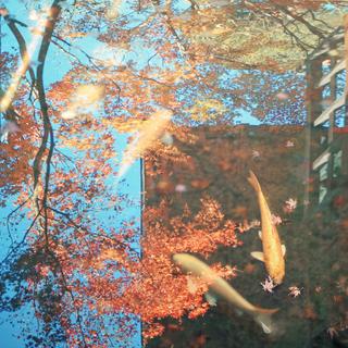 秋日特辑 | 树树皆秋色 山山唯落晖