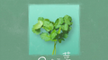 不吃香菜专辑
