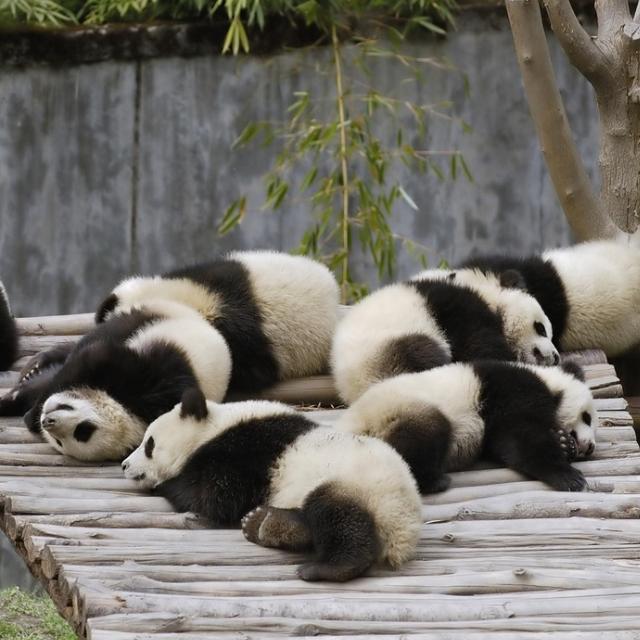 The Panda
