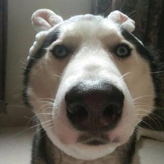 情感语录