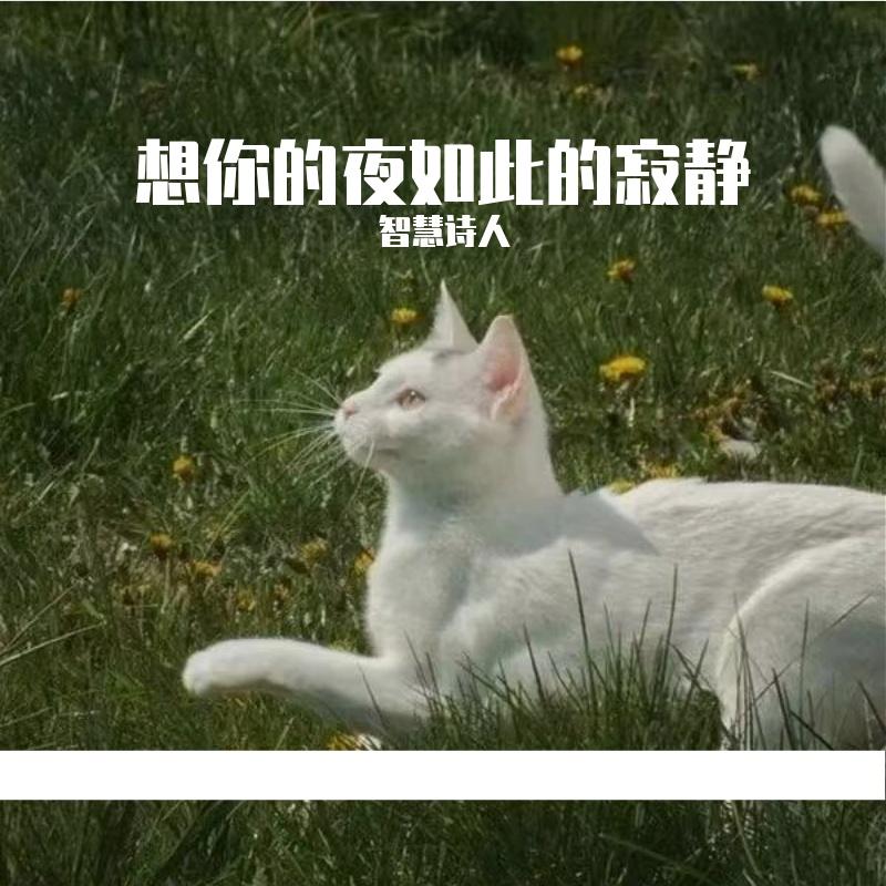 智慧诗人歌曲封面