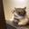 -大邱虎皮猫-