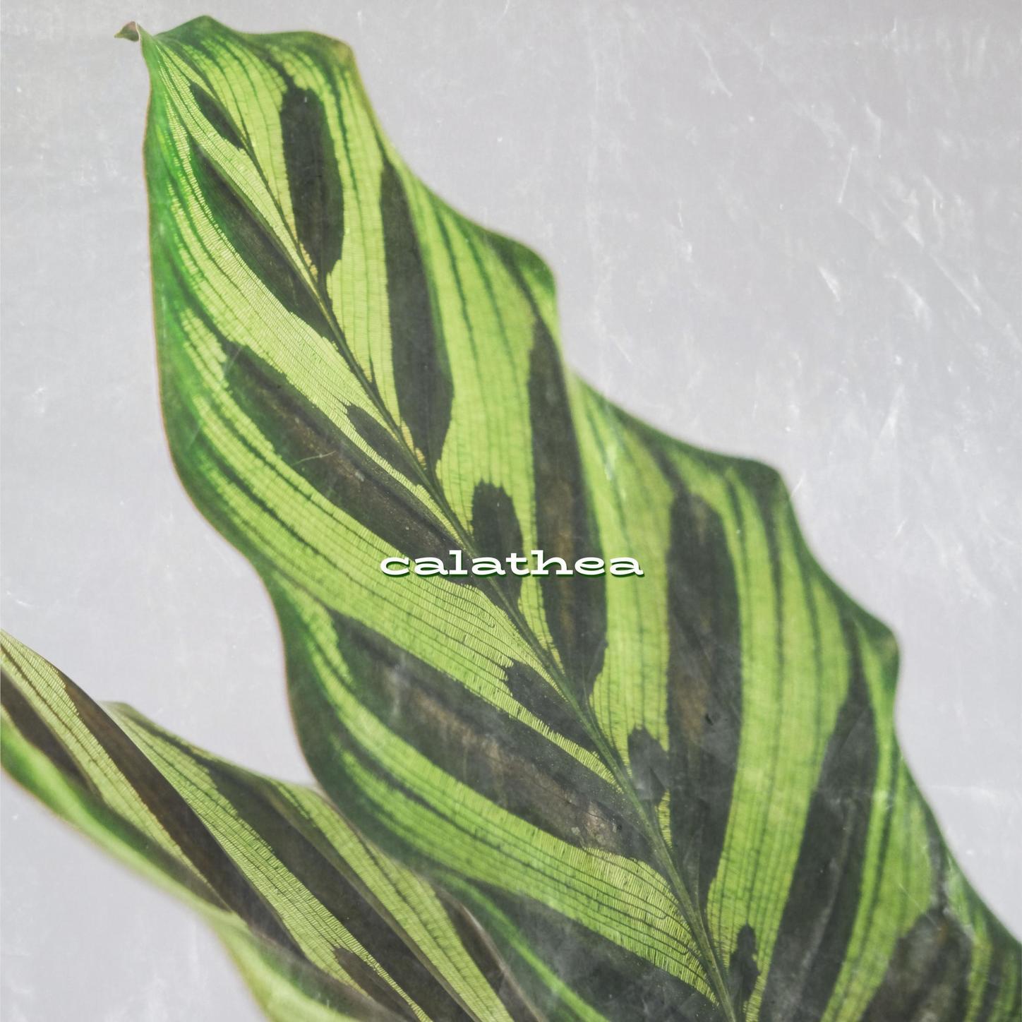 Ruth de las Plantas - Calathea