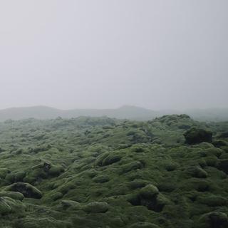 迷雾苔野｜裹着朦胧晚风的北欧歌谣