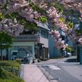 Cherry blossoms