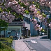 Cherry blossoms