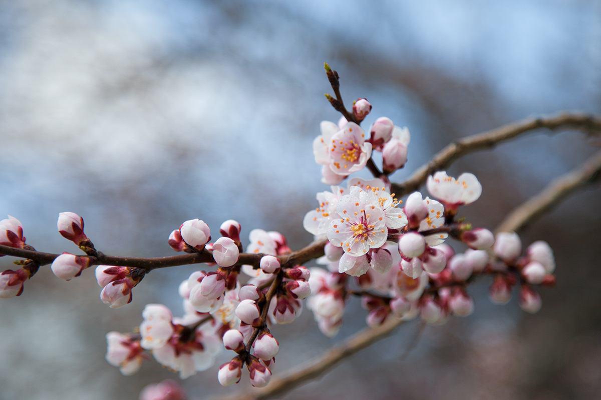 杏花落时茶幽香专辑