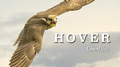 Hover专辑