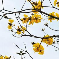 中国民族音乐 世界共享的旋律瑰宝