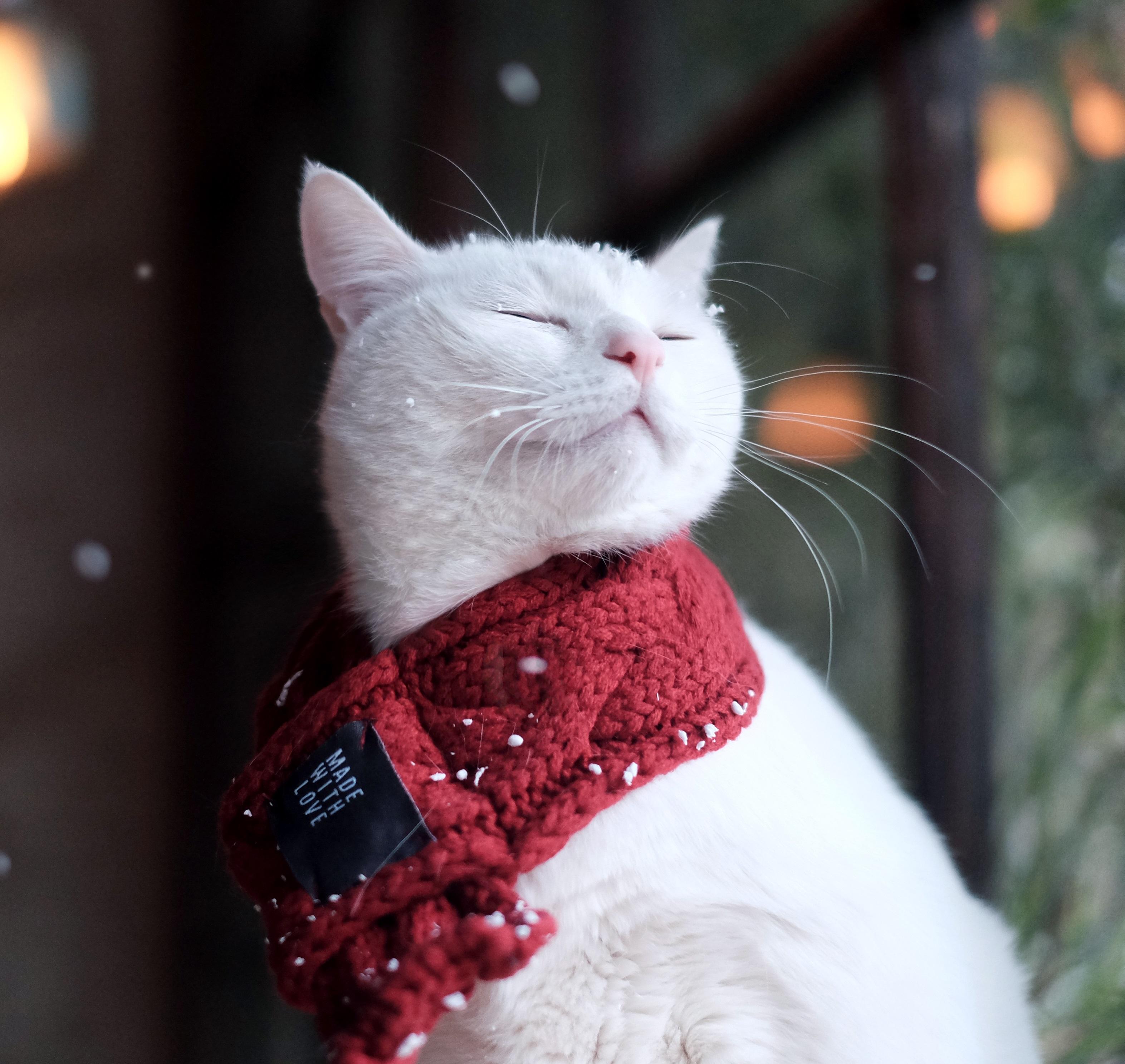 天涯（翻自 任贤齐）