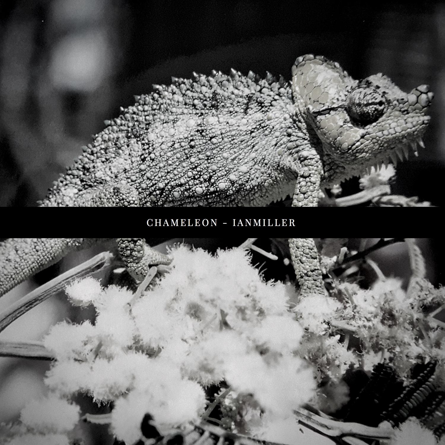 Chameleon
