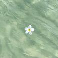 青花