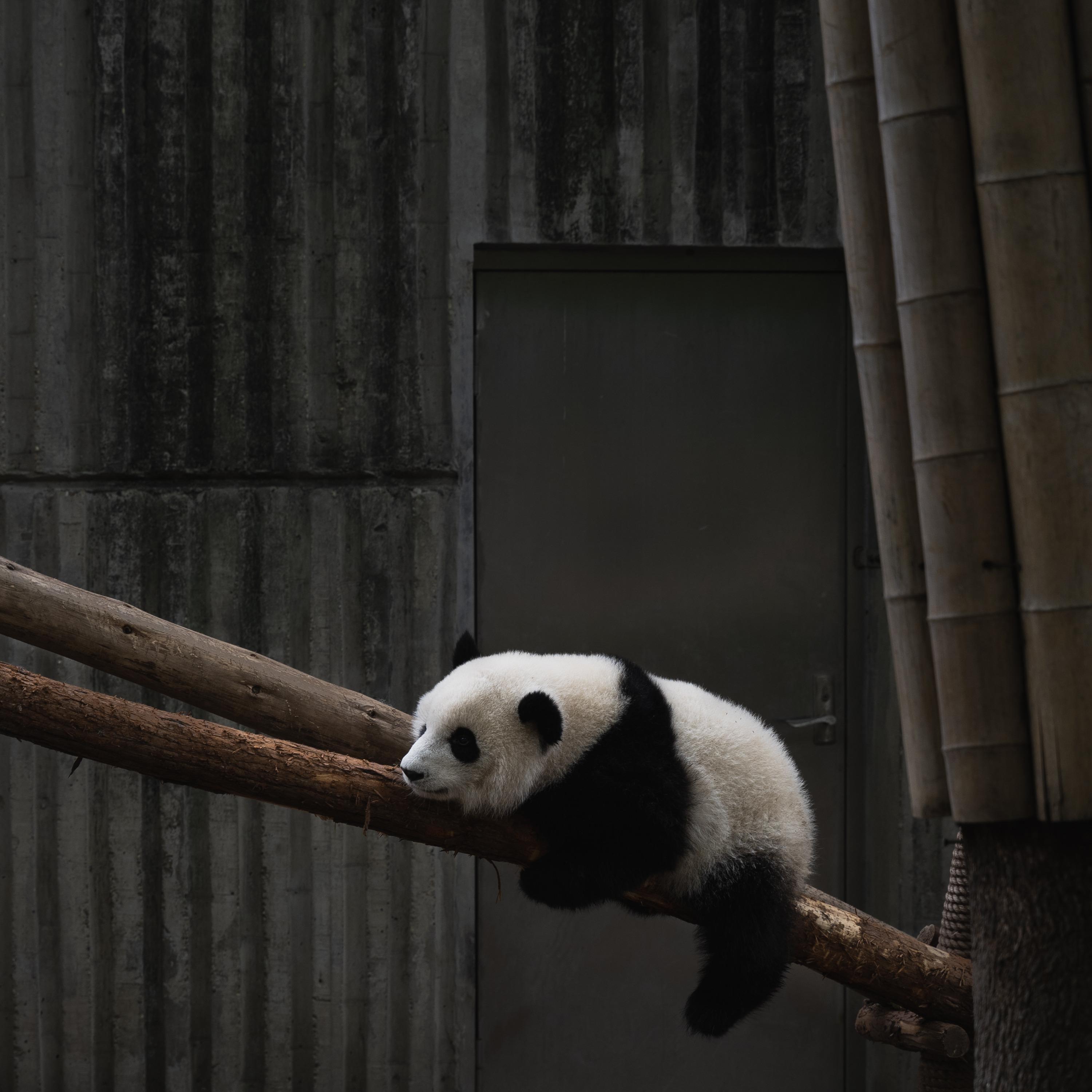 Panda Dances With Dolls