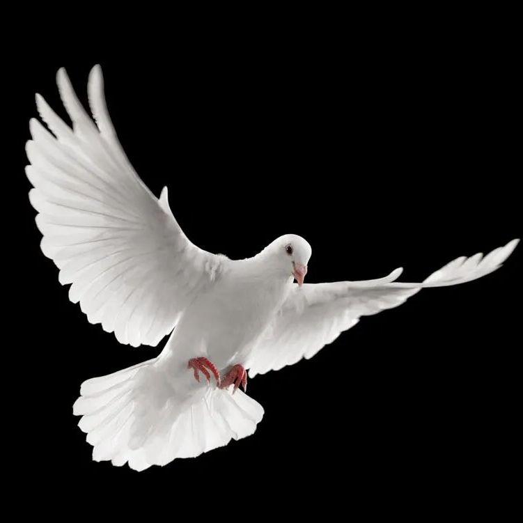 鸽子～2018版高八度