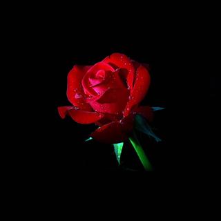 【玫瑰集】世界上最美的花儿