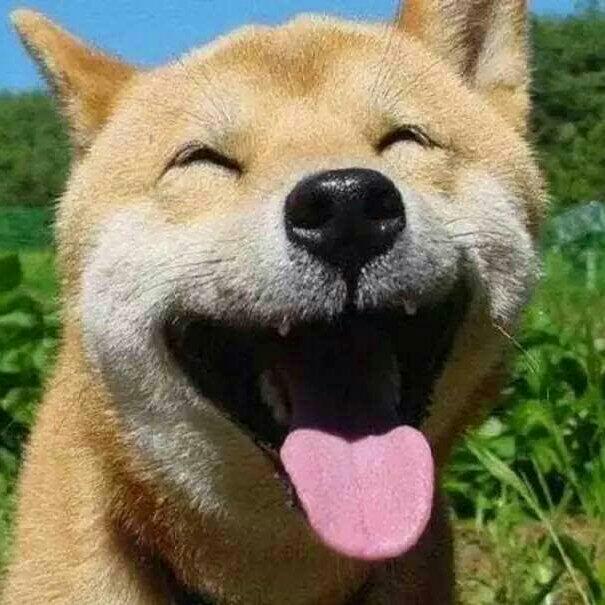 云动物园开业了!