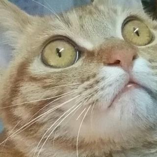 给猫儿的音乐