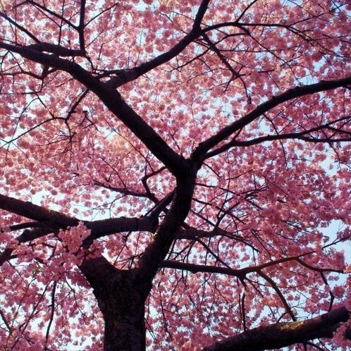 Blossom