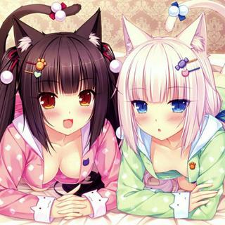 Cat daily