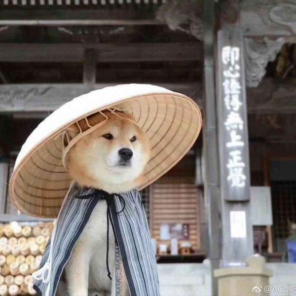 致敬经典老歌。