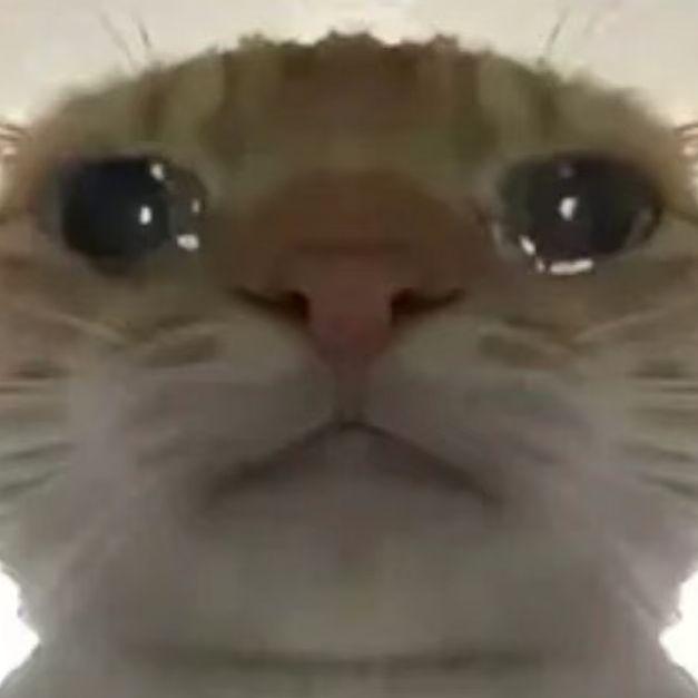 悬疑召唤曲（哈基米）