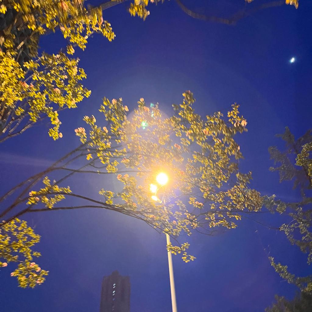 霓虹戏月 籁音悦耳 | 在线播放 | 网易云音乐