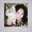 若无其事的猫